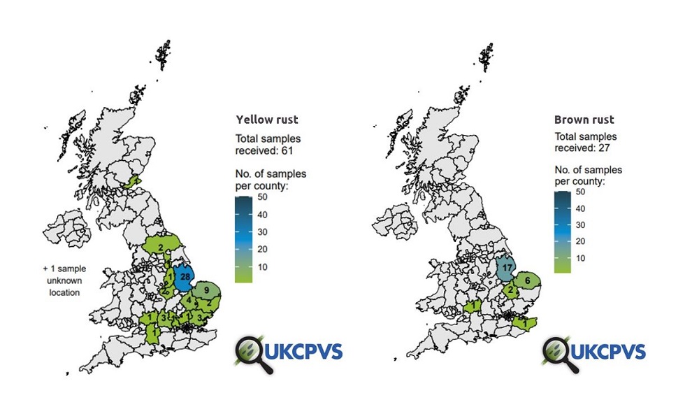 UK map showing wheat brown and yellow rust sample origins